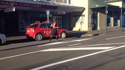 Ducklings Play Havoc With the Traffic in New Zealand