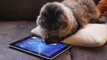 Cute Cat Playing Ipad Fishing App Game.