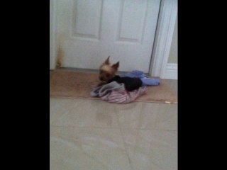 １４歳さゆり　子宮蓄膿症の手術後、退院して三日目14-year-old Sayuri, after the surgery of pyometra, and discharged to the third day