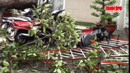 Cây xanh đổ đè hàng chục xe máy trong cơn mưa