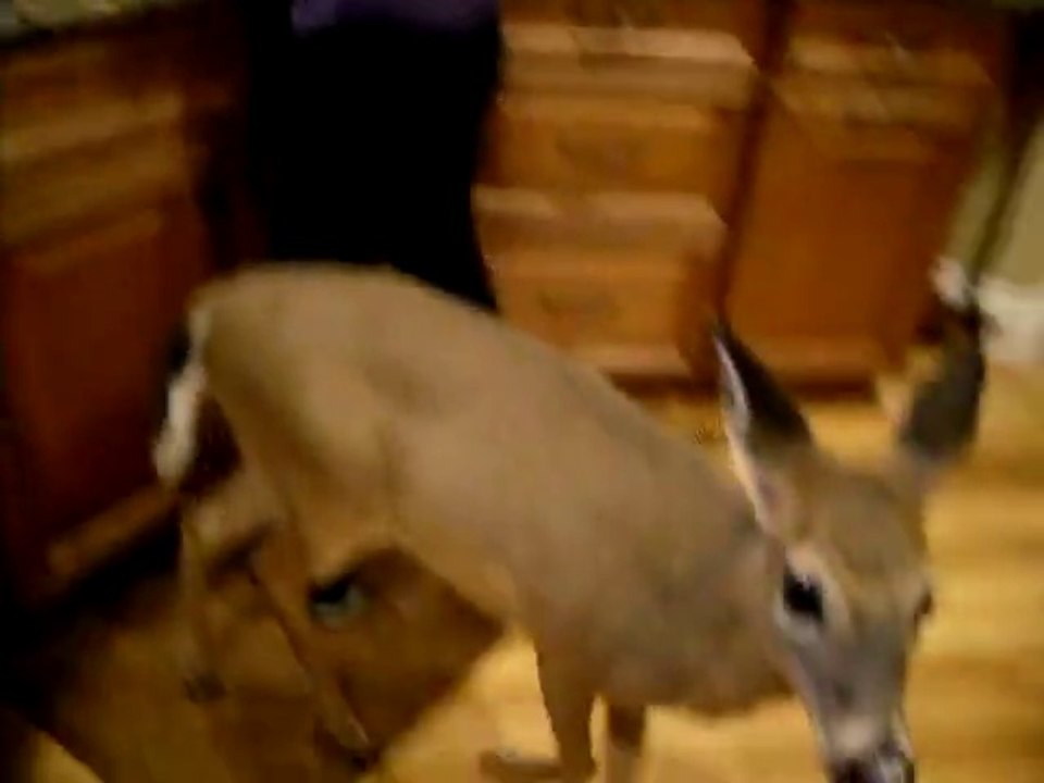 Nourrir une biche au biberon! Trop mignon...