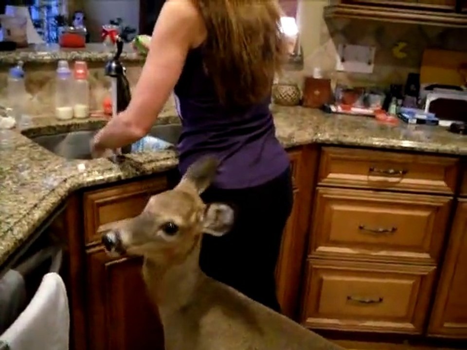Woman Feeds Deer With Bottle In The Kitchen