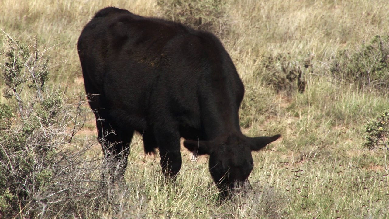 Daryl Tso on the Navajo Beef Program