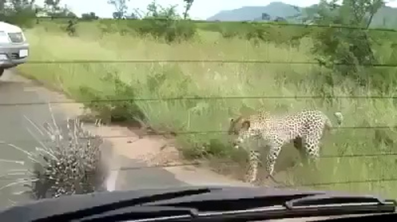 Tiger On A Road
