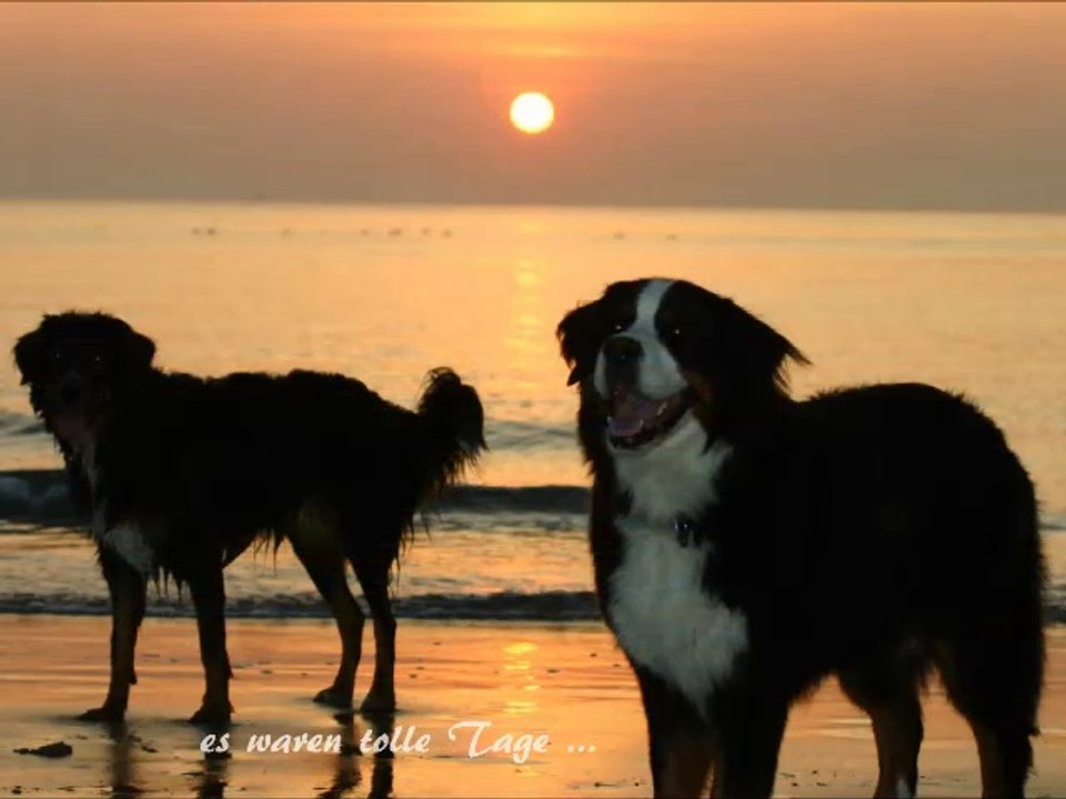 Stürmer&Bonnie am Meer