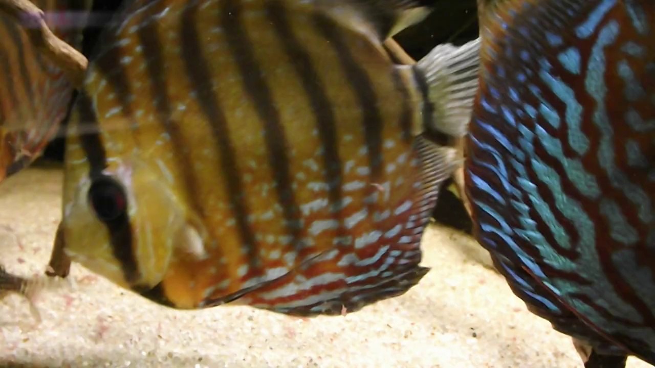 Discus maladie des trous