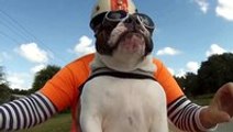 English Bulldog waves at other bikers