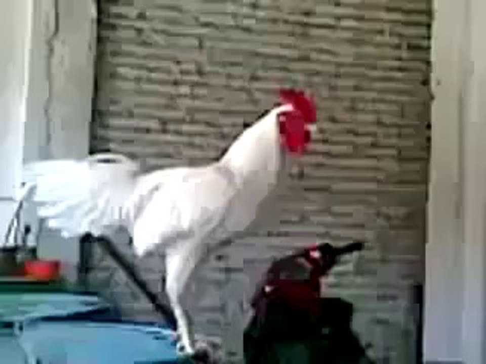 funny vedio