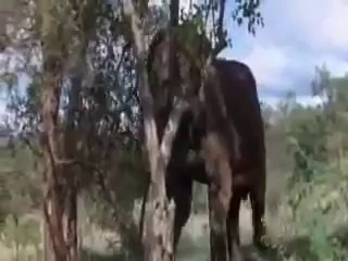 animal in jungle after eating Intoxication fruit(animal funny story)