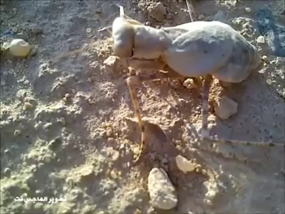 مخلوق غريب يشبه الحجر سبحان الله Strange creature looks like a stone