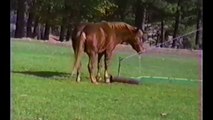 Horses, Ponies and Fails Compilation