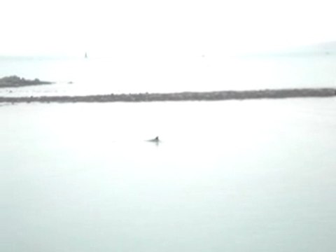 Podcast de flipper le dauphin