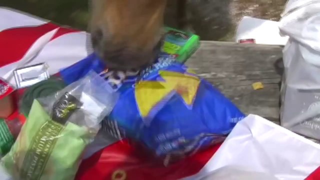 Hunger Games Catching Fire - Animal Compilation