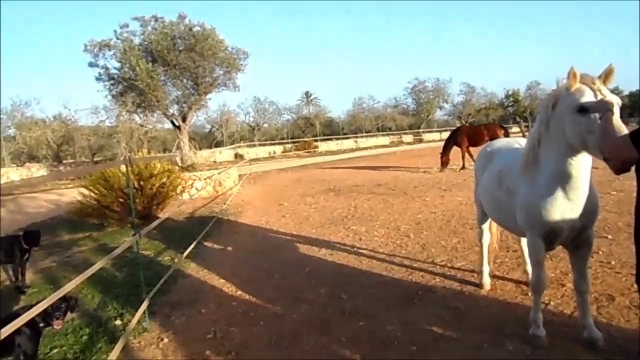 "rancho respeto" auf mallorca