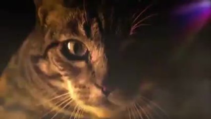 Wir feiern ab Katzen