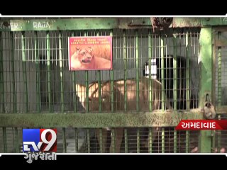 Will Kankaria zoo get an 'Asiatic Baby Lion' this time  Ahmedabad - Tv9 Gujarati