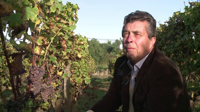 Vendanges tardives et minutieuses dans le Sauternes