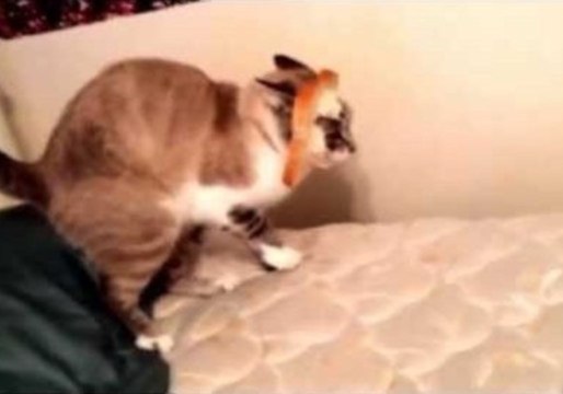 Cat Gets a Hilarious Look With a Piece of Bread on Its Face