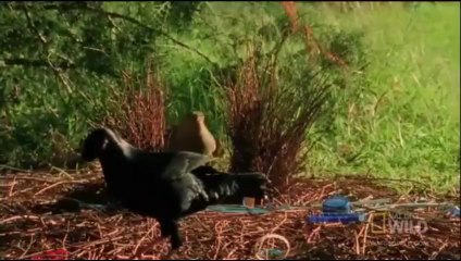 Just to attract females -Amazing video