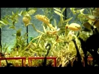 Cocktails, petits fours...(extrait)