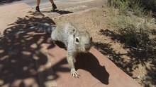 Squirrel VS GoPro VS Salamon Bag (Zion NP)