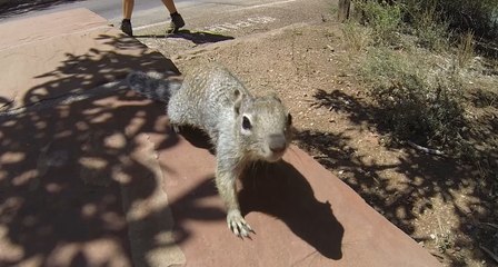 Squirrel Encounter with GoPro and Salomon Bag in Zion National Park