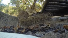 Squirrel VS Pan Lid (Sequoia NP)