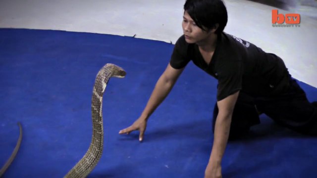 Exclusive Video of Man Kissing King Cobra