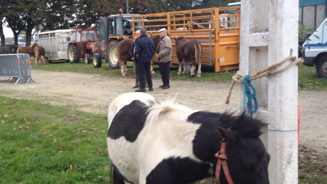 Foire aux Poulains