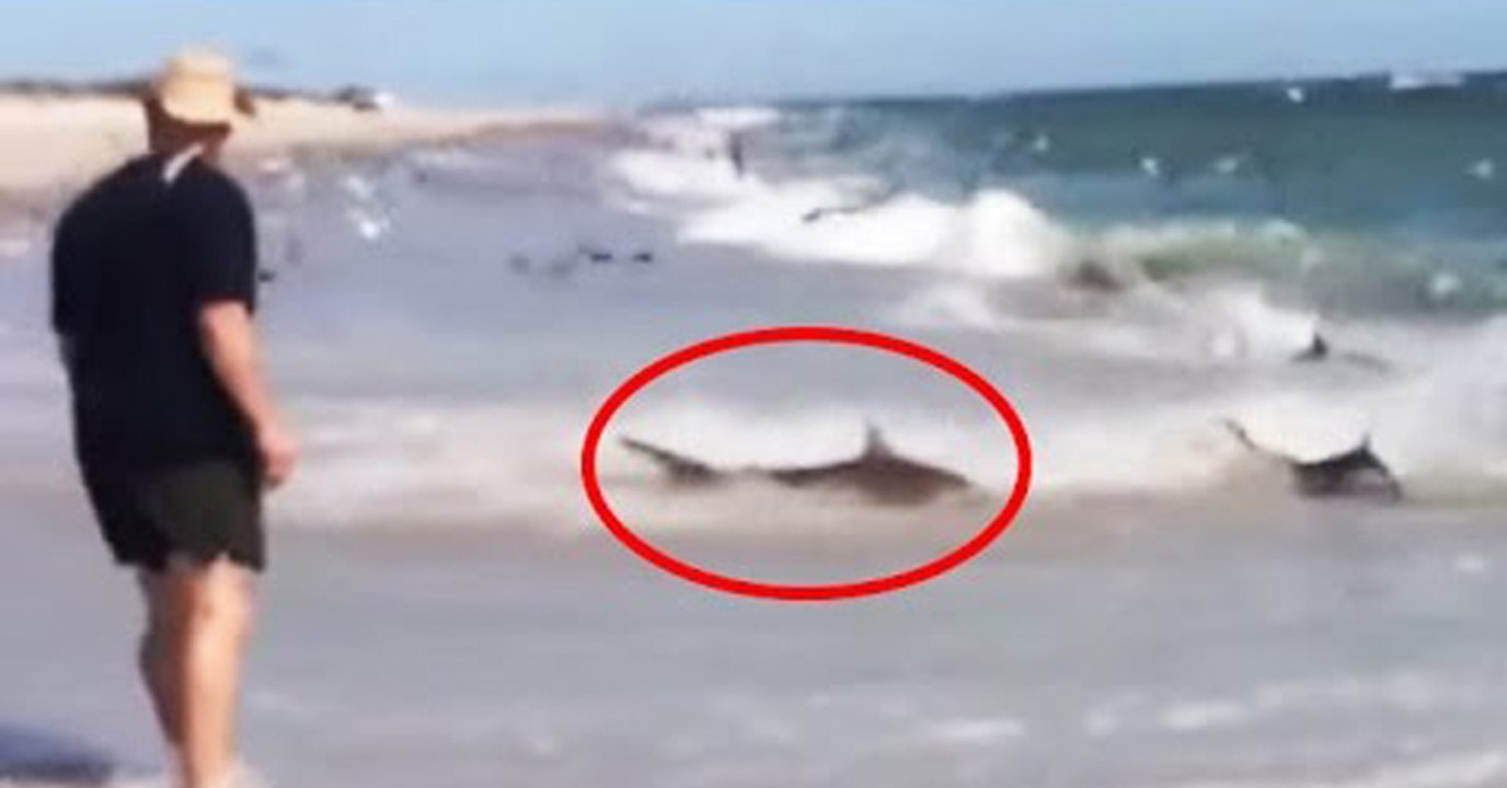 Rare Shark Feeding Frenzy in North Carolina