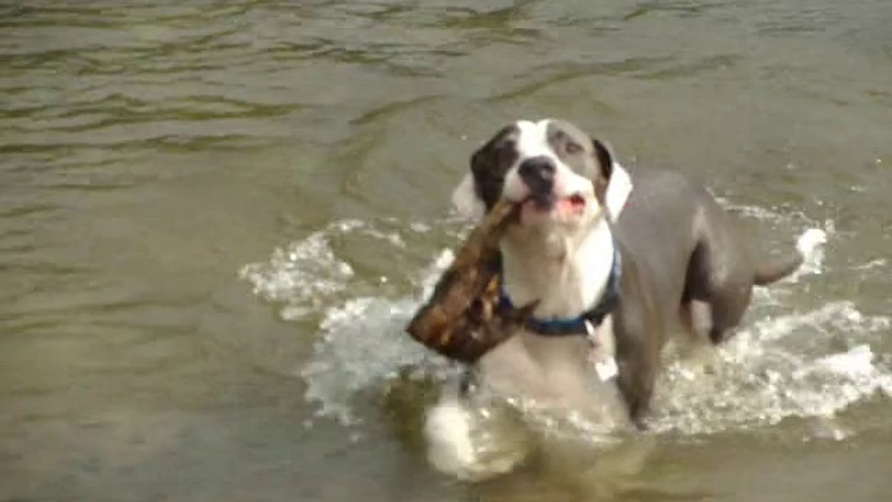 DOGGY NEWS NETWORK