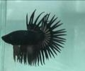 Balık Güzellik Yarışması