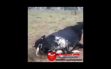 ربما الامر مضحك !! كلب يمارس الجنس مع بقرة !