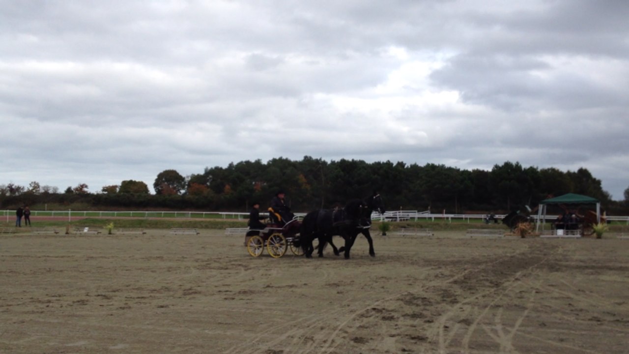 Cavales d'automne : concours d'attelage