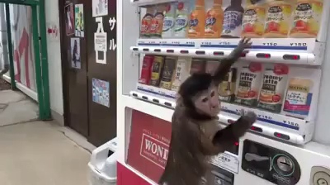 Drole de Singe intelligent, super a Voir !!!!!  super monkey