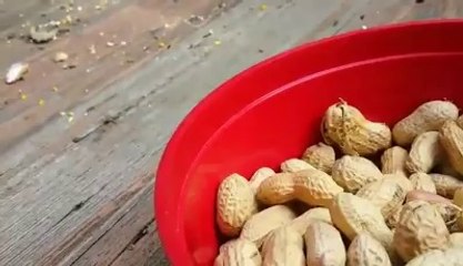 How much Peanuts a Squirrel can Eat ? watch here :p :D