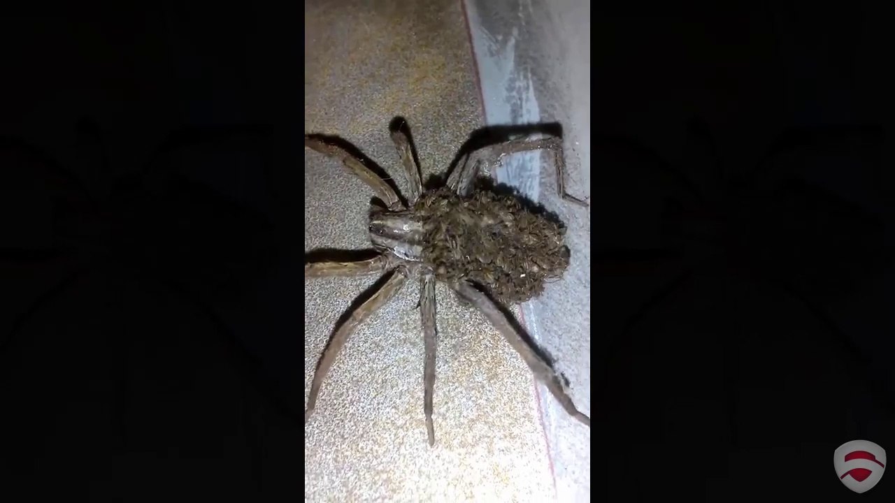 GIANT WOLF SPIDER