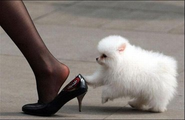 VIDEOS QUE DAN RISA (ANIMALES GRACIOSOS)