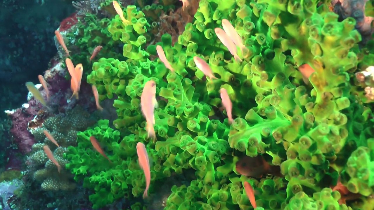 Komodo 2013 Karang Makassar - Batu Mandi