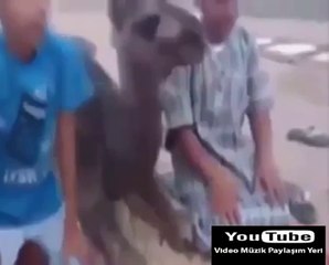 Gençlerle Namaz Kılan Deve