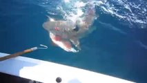 Tutulan Balığı Köpek Balığına Kaptırmak