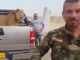 بالفيديو.. أسد يرافق جنودا عراقيين بالمعارك ضد داعش