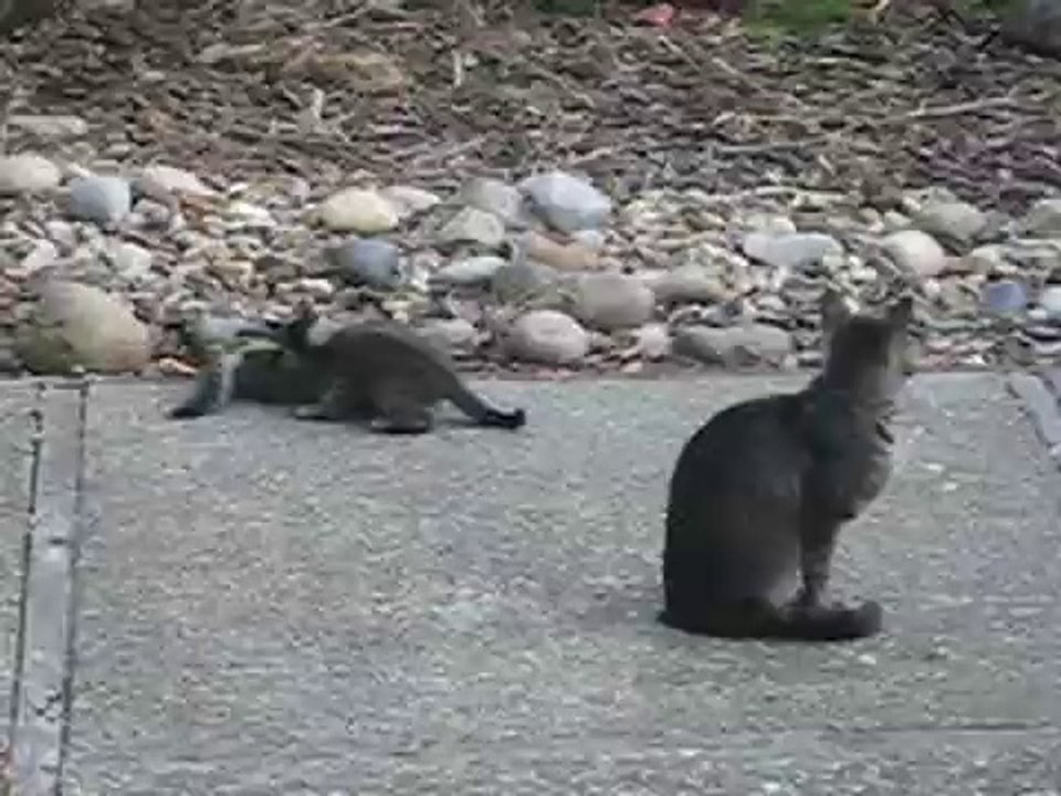 Ninja Kittens Attack