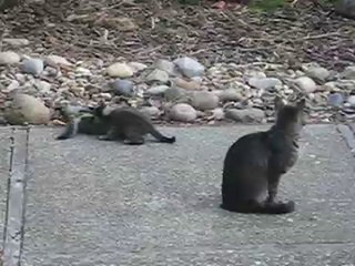 Ninja Kittens Attack