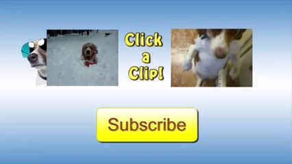 [+18 ~ Sexy Funny Girl]Puppy Vs. Bag Of Marbles