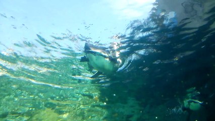 ペンギンの水中飛行　旭山動物園