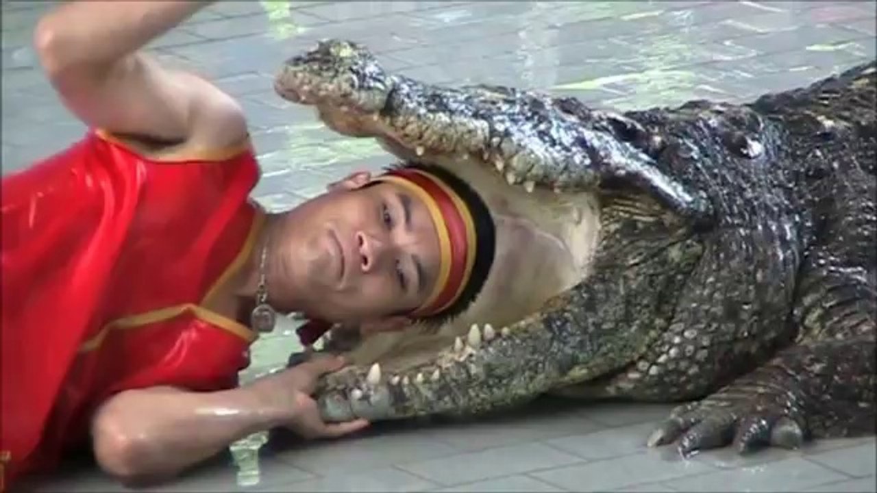 Pattaya Thailand Crocodile Farm 2011 .This man sticks his arm in a Crocodile stomach