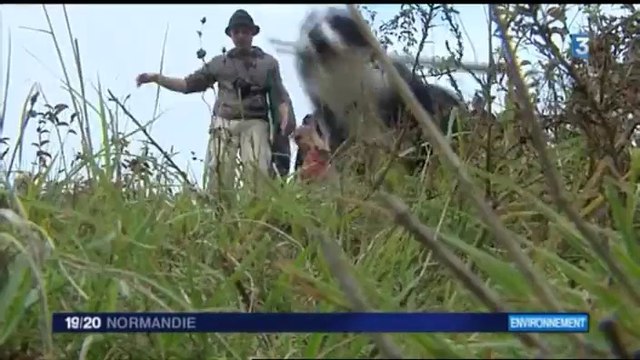 Chantier de débroussaillage pour la sauvegarde de la violette de Rouen, une espèce endémique à protéger - France 3 HN - informations régionales du 25/10/2014