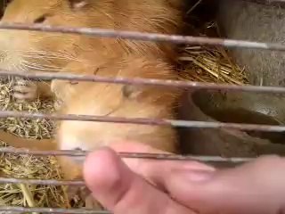 Młode nutrie z matką