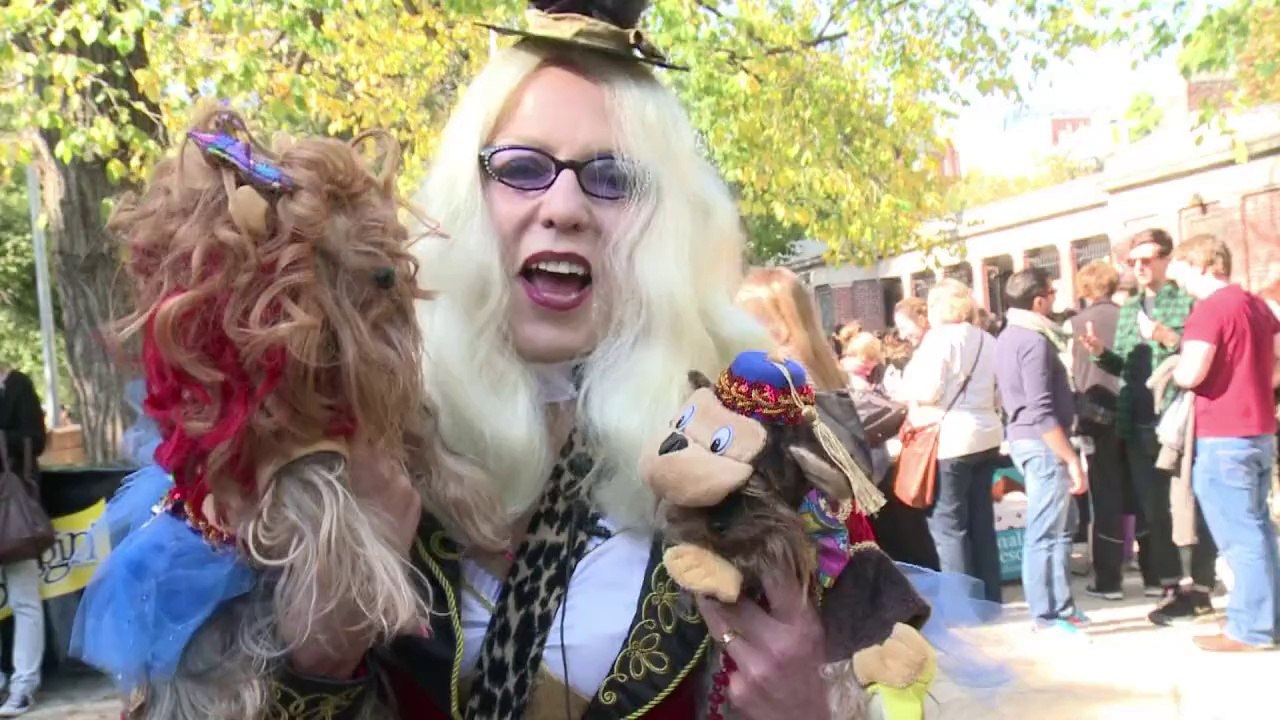 Zum gruseln: halloween-parade für hunde in new york